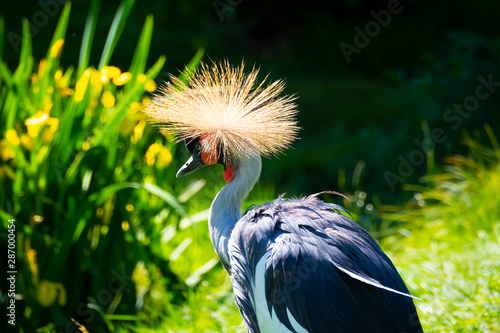 Vögel in der Natur photo