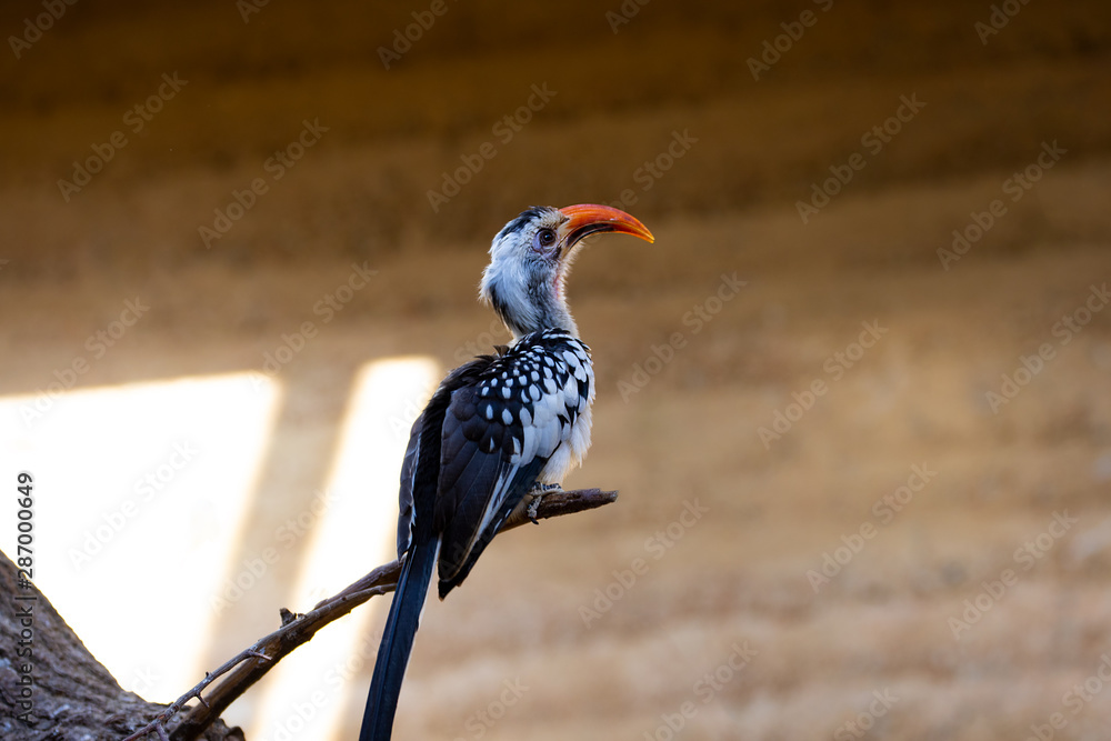 Fototapeta premium Vögel in der Natur
