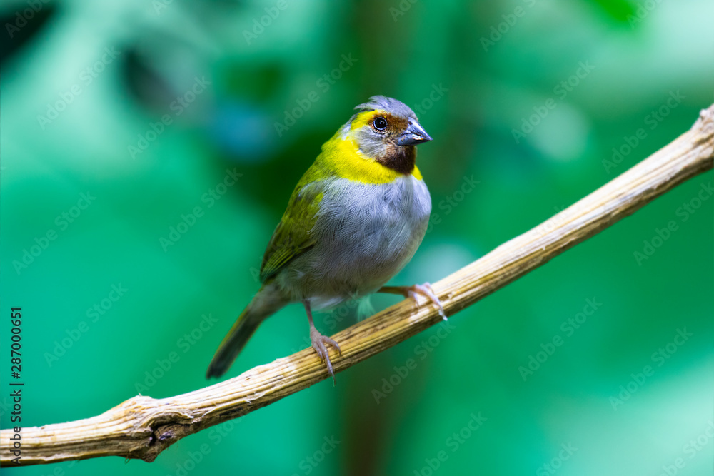Fototapeta premium Vögel in der Natur