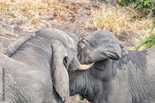 фотографія Two african elephants testing their strength in a tussle