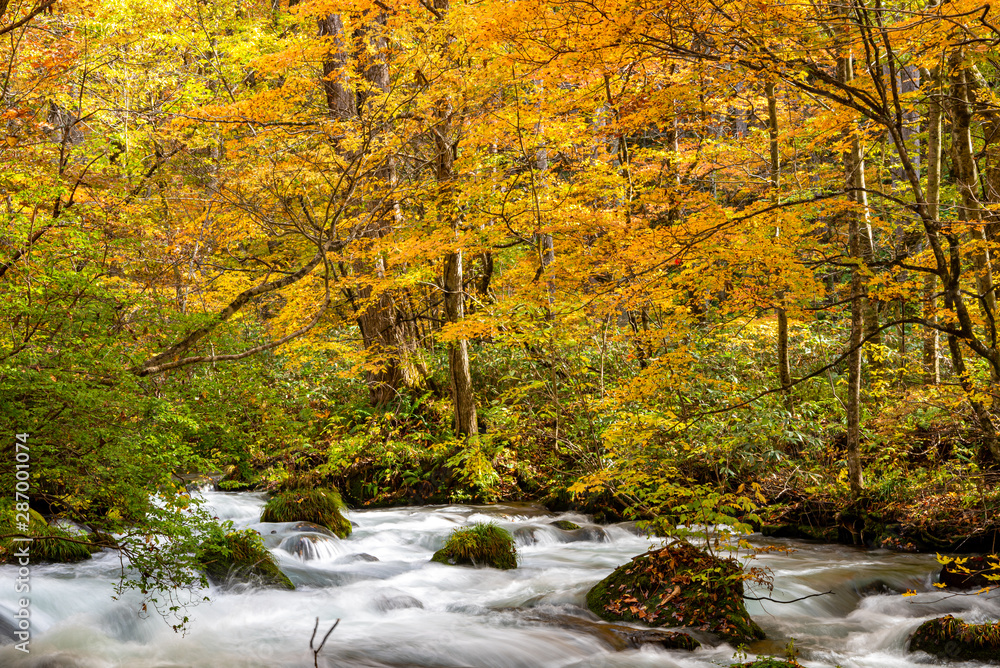 Oirase Stream in sunny day, beautiful fall foliage scene in autumn colors. Flowing river, fallen leaves, mossy rocks in Towada Hachimantai National Park, Aomori, Japan. Famous and popular destinations