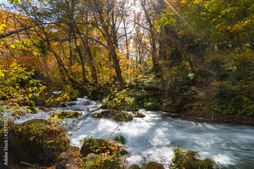 Oirase Stream in sunny day, beautiful fall foliage scene in autumn colors. Flowing river, fallen leaves, mossy rocks in Towada Hachimantai National Park, Aomori, Japan. Famous and popular destinations