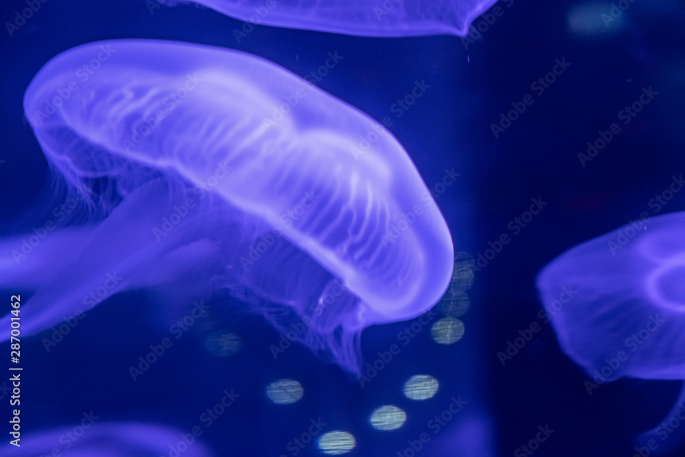blue Sea Moon Jellyfish on a black background, close up