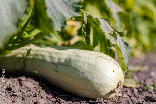 fresh freen squash marrow growing in the garden photo