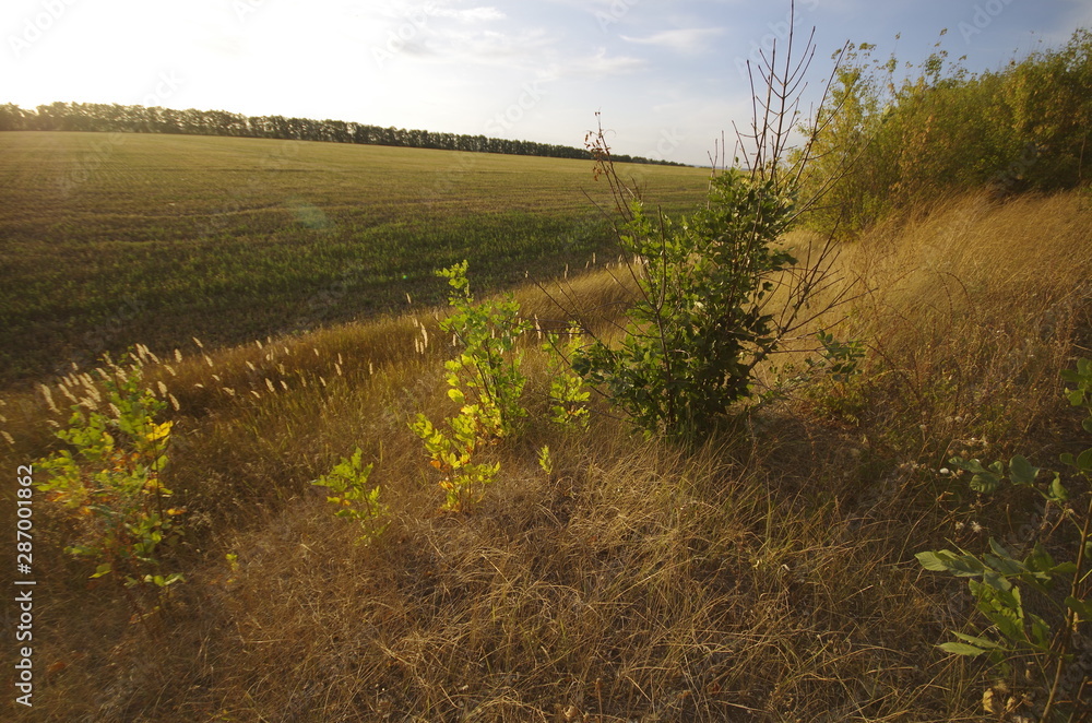 Obraz premium road in the field