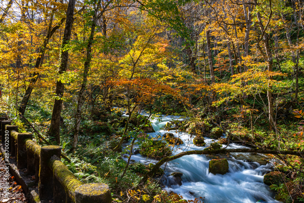 Oirase Stream in sunny day, beautiful fall foliage scene in autumn colors. Flowing river, fallen leaves, mossy rocks in Towada Hachimantai National Park, Aomori, Japan. Famous and popular destinations Oirase Stream in sunny day, beautiful fall foliage scene in autumn colors. Flowing river, fallen leaves, mossy rocks in Towada Hachimantai National Park, Aomori, Japan. Famous and popular destinations