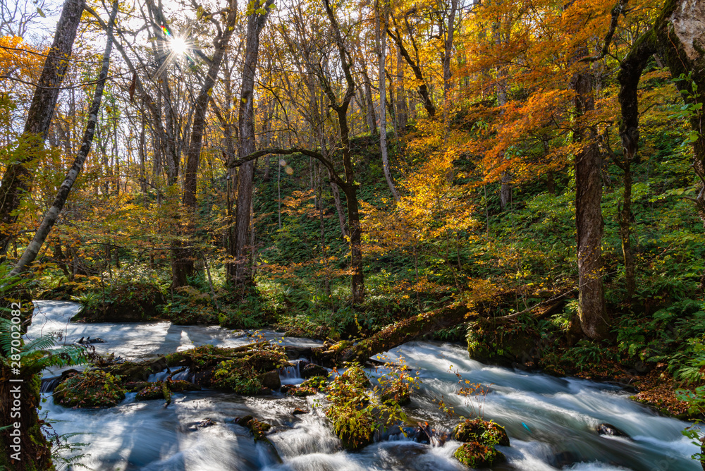 Oirase Stream in sunny day, beautiful fall foliage scene in autumn colors. Flowing river, fallen leaves, mossy rocks in Towada Hachimantai National Park, Aomori, Japan. Famous and popular destinations