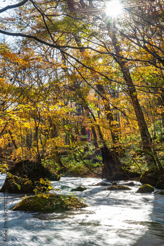 Oirase Stream in sunny day, beautiful fall foliage scene in autumn colors. Flowing river, fallen leaves, mossy rocks in Towada Hachimantai National Park, Aomori, Japan. Famous and popular destinations