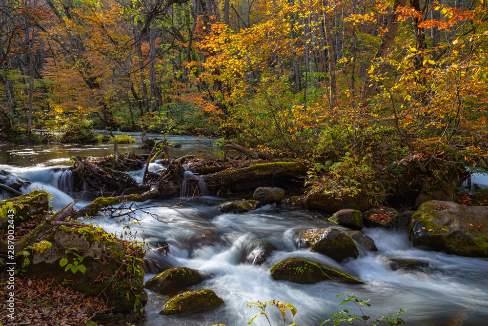 Oirase Stream in sunny day, beautiful fall foliage scene in autumn colors. Flowing river, fallen leaves, mossy rocks in Towada Hachimantai National Park, Aomori, Japan. Famous and popular destinations