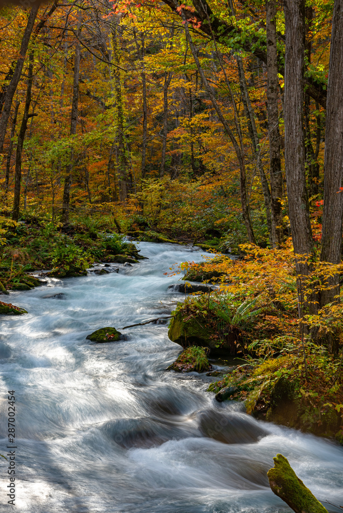 Oirase Stream in sunny day, beautiful fall foliage scene in autumn colors. Flowing river, fallen leaves, mossy rocks in Towada Hachimantai National Park, Aomori, Japan. Famous and popular destinations Oirase Stream in sunny day, beautiful fall foliage scene in autumn colors. Flowing river, fallen leaves, mossy rocks in Towada Hachimantai National Park, Aomori, Japan. Famous and popular destinations