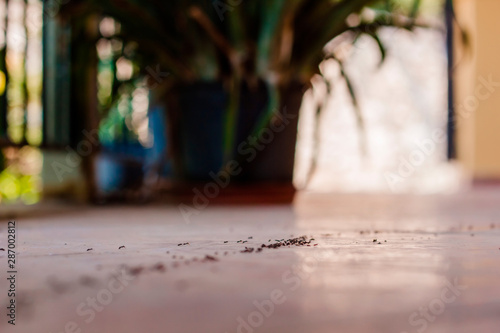 Ants on the tile