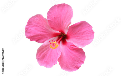 isolated    Hibiscus flower on    white    background.    pink  flower    on    white    background.