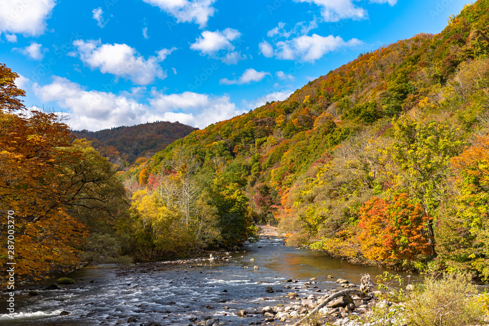 Lower reaches of Oirase Stream in sunny day, beautiful fall foliage scene in autumn colors. Forest, flowing river, fallen leaves, mossy rocks in Towada Hachimantai National Park, Aomori, Japan Lower reaches of Oirase Stream in sunny day, beautiful fall foliage scene in autumn colors. Forest, flowing river, fallen leaves, mossy rocks in Towada Hachimantai National Park, Aomori, Japan