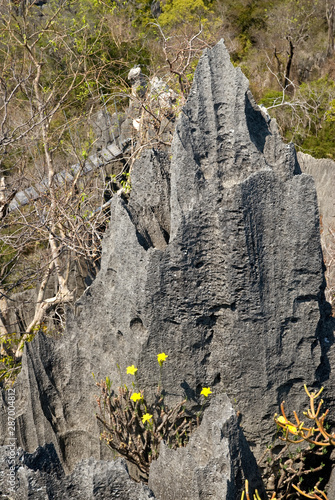 Pachypodium rosulatum, Pachypodium, Parc national des Tsingy du massif du Bemaraha, Patrimoine mondial de l'UNESCO, Madagascar photo