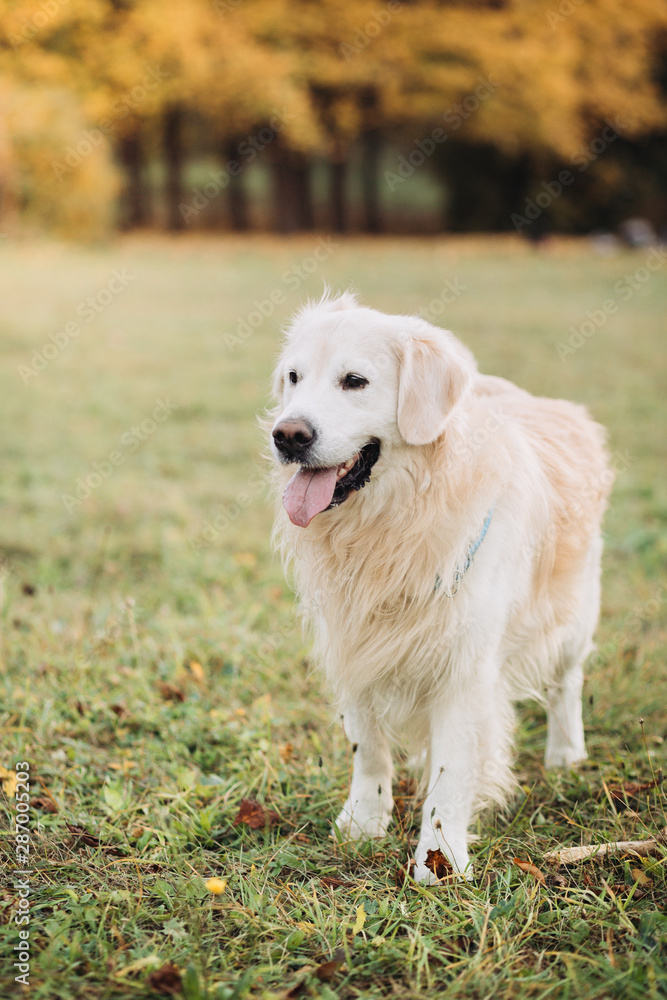 Golden retriever in a beautiful autumn park Golden retriever in a beautiful autumn park