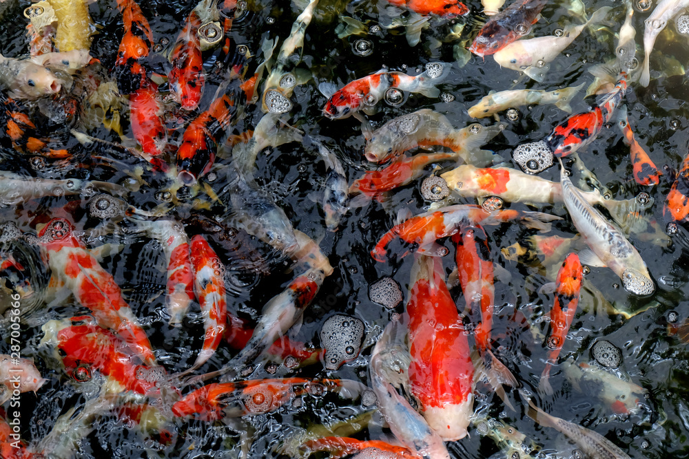 Beautiful koi fish in pond in the garden, Fishes under water, carp fish Beautiful koi fish in pond in the garden, Fishes under water, carp fish