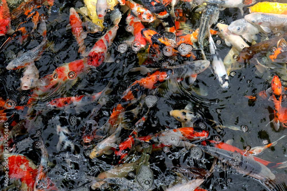 Beautiful koi fish in pond in the garden, Fishes under water, carp fish Beautiful koi fish in pond in the garden, Fishes under water, carp fish