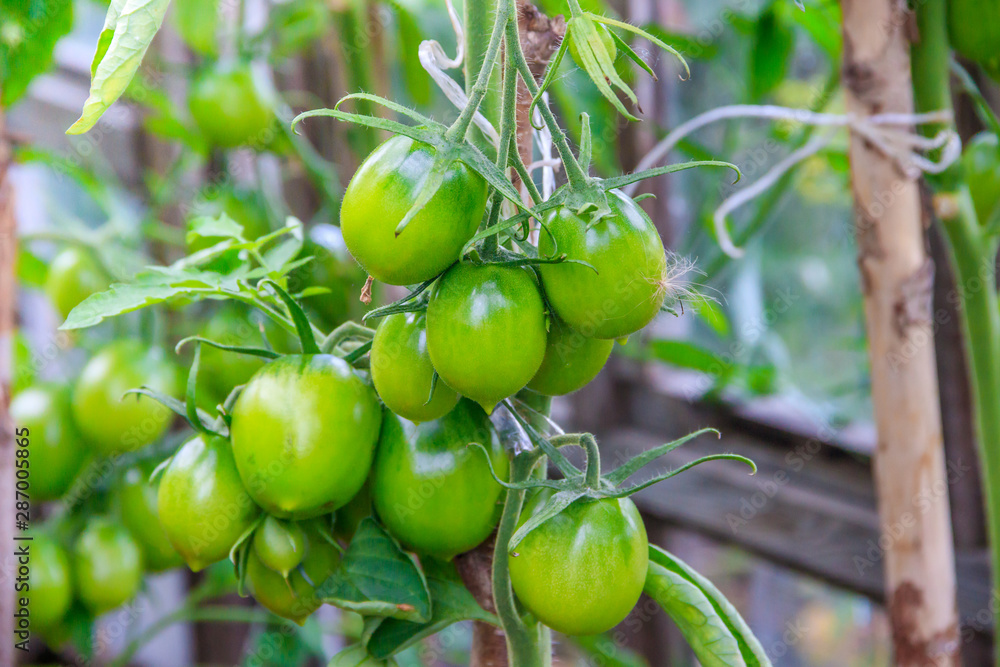 Green tomatoes hang on a branch in a greenhouse. Ripening vegetables. Preparing for the harvest. Healthy food.