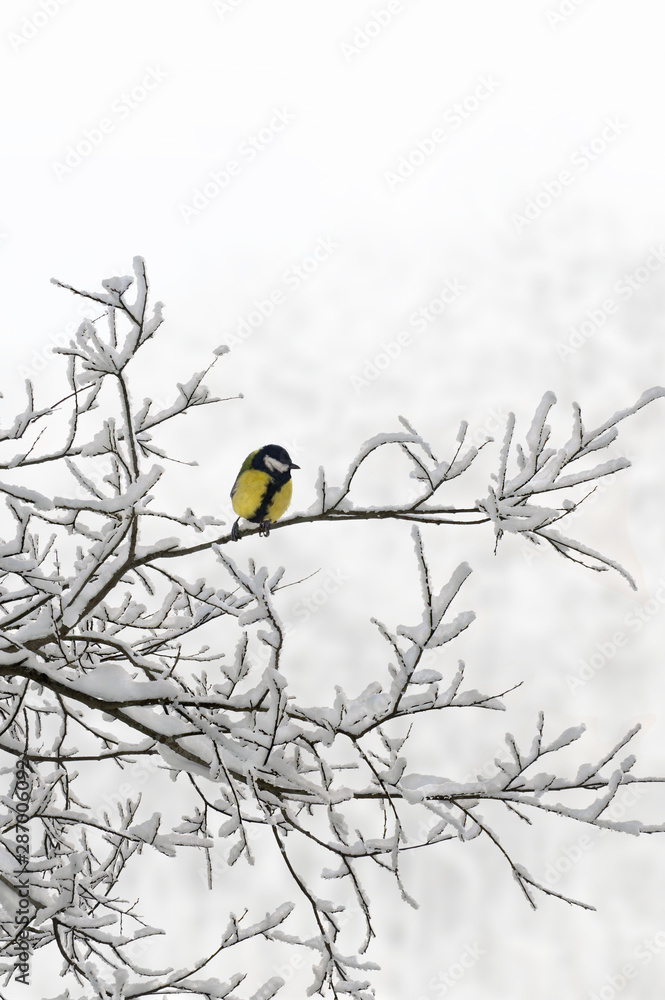 Great tit ( Parus major ) on sprig of tree covered snow in winter forest Great tit ( Parus major ) on sprig of tree covered snow in winter forest