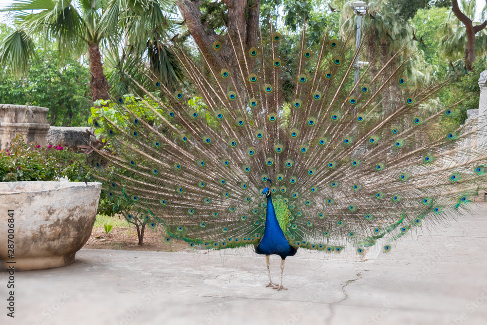 Obraz premium peacock