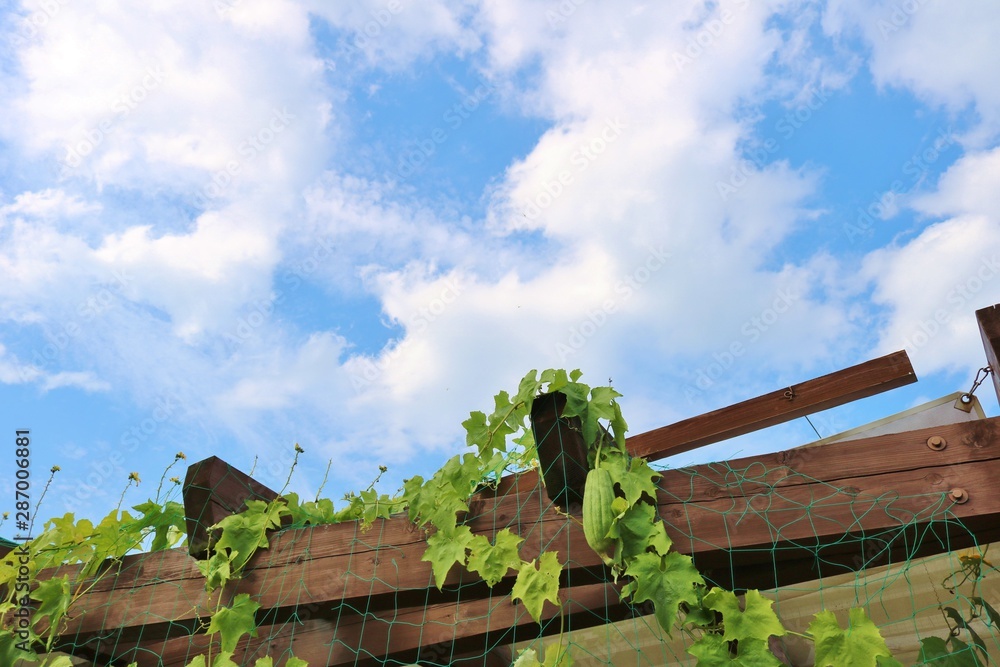 Fototapeta premium 空 へちま 夏 杤木