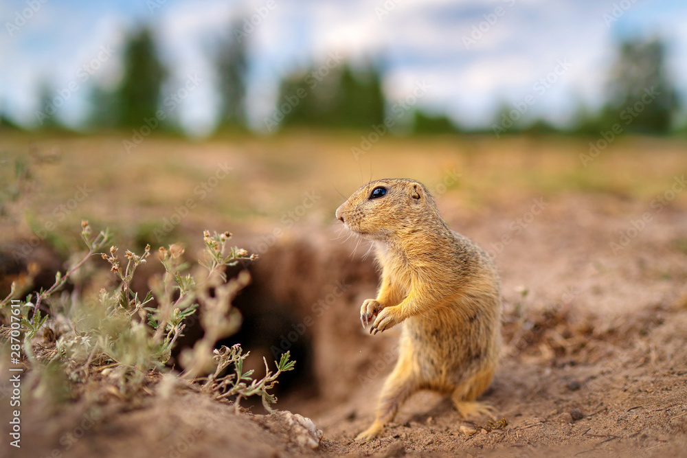 European Ground Squirrel, Spermophilus citellus, sitting in the green grass during summer, detail animal portrait, Czech Republic. Wildlife scene from nature. European Ground Squirrel, Spermophilus citellus, sitting in the green grass during summer, detail animal portrait, Czech Republic. Wildlife scene from nature.