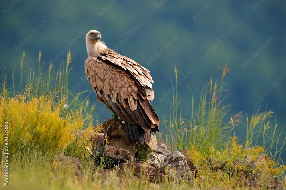 Fototapeta premium Griffon Vulture, Gyps fulvus, big birds of prey sitting on rocky mountain, nature habitat, Madzarovo, Bulgaria, Eastern Rhodopes. Wildlife from Balkan. Wildlife scene from nature. Blue flower on rock.