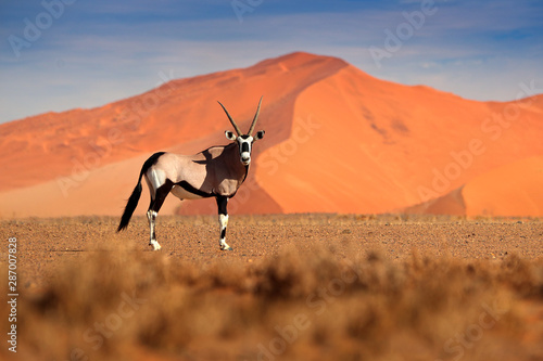 Gemsbok with orange sand dune evening sunset. Gemsbuck, Oryx gazella, large antelope in nature habitat, Sossusvlei, Namibia. Wild animals in the savannah. Animal with big straight antler horn.