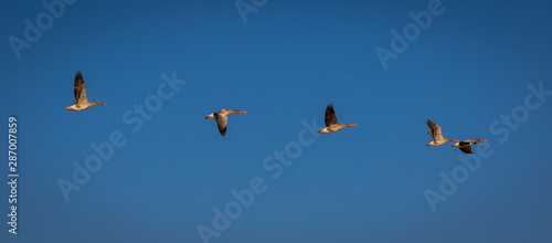 Fliegende Wildgänse vor blauem Himmel nah © JayAr