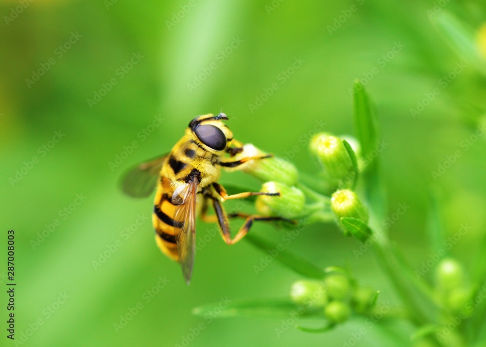 Hoverfly on a flower. Hoverfly on a flower.