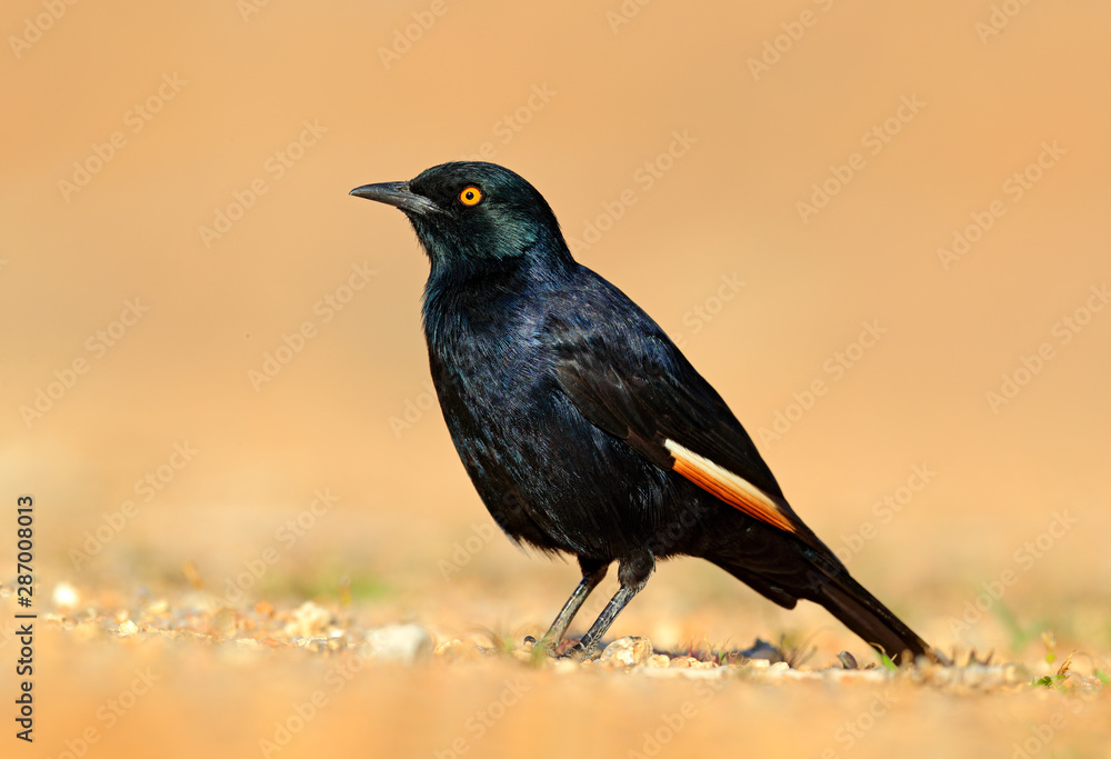 Pale-winged starling, Onychognathus nabouroup, sitting on the stone in the nature habitat. Glossy Starling from the Etocha, Namibia. Beautiful shiny bird in the green forest. Pale-winged starling, Onychognathus nabouroup, sitting on the stone in the nature habitat. Glossy Starling from the Etocha, Namibia. Beautiful shiny bird in the green forest.