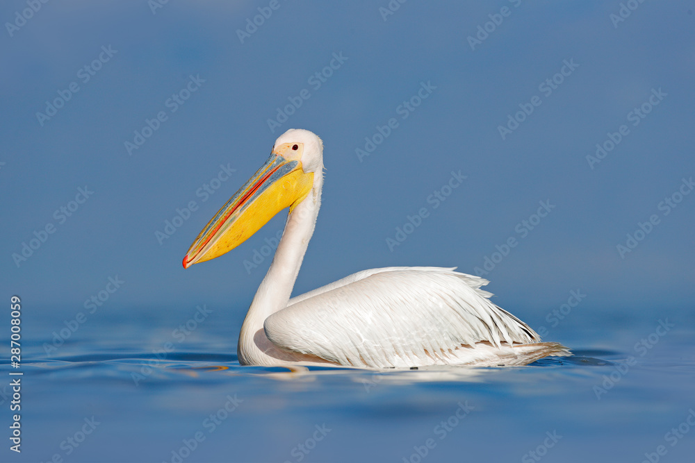 White pelican, Pelecanus onocrotalus, in Lake Kerkini, Greece. Pelicans on blue water surface. Wildlife scene from Europe nature. Bird mountain background. Birds with long orange bills.