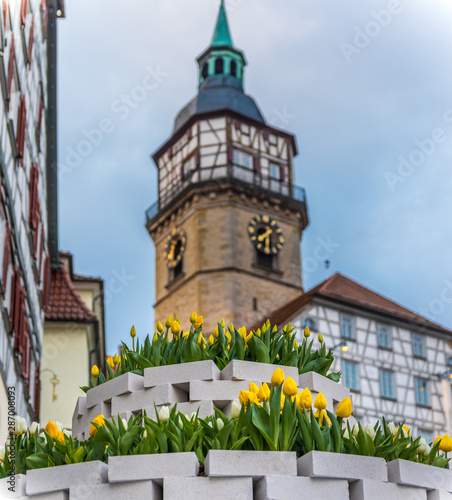 Backnang Tulpenfrühling vor dem Stadtturm