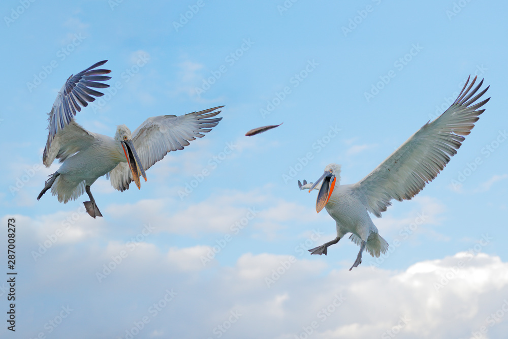Fototapeta premium Bird in the water. Dalmatian pelican, Pelecanus crispus, landing in Lake Kerkini, Greece. Pelican with open wings. Wildlife scene from European nature.