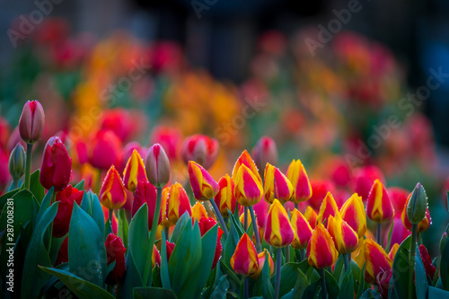 Tulpen rot und orange Backbokeh © JayAr
