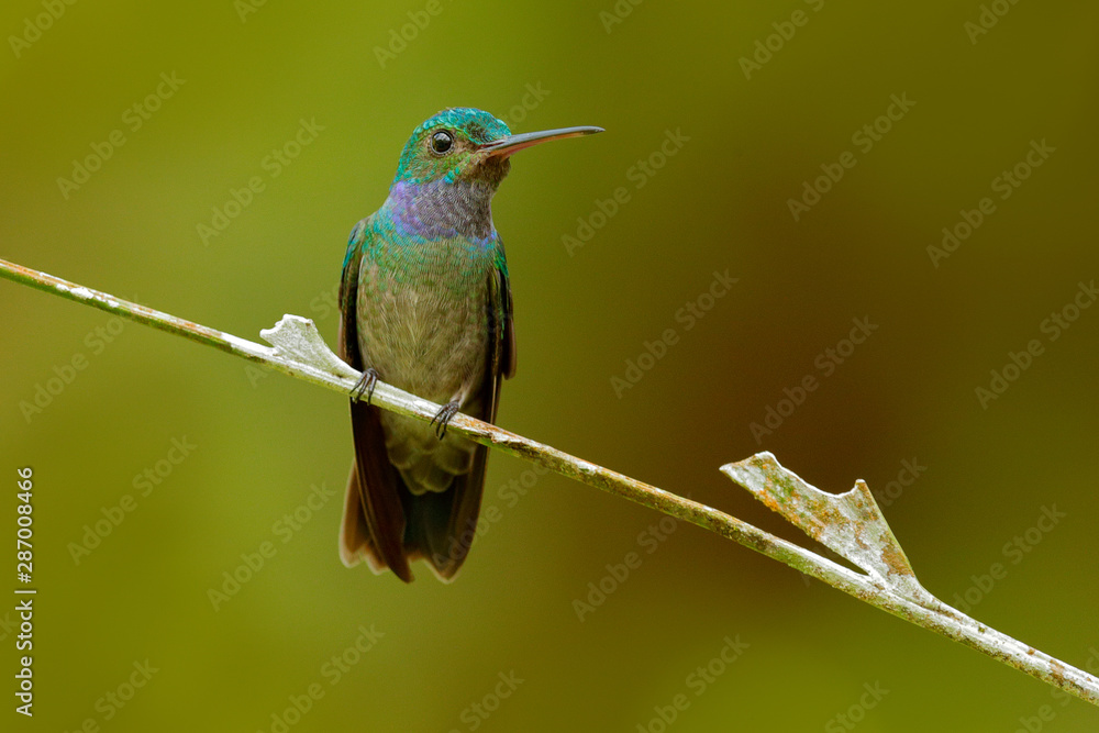 Obraz premium Charming Hummingbird, Amazilia decora, bird feeding sweet nectar from flower pink bloom. Hummingbird behaviour in tropic forest, nature habitat in Corcovado NP, Costa Rica wildlife.