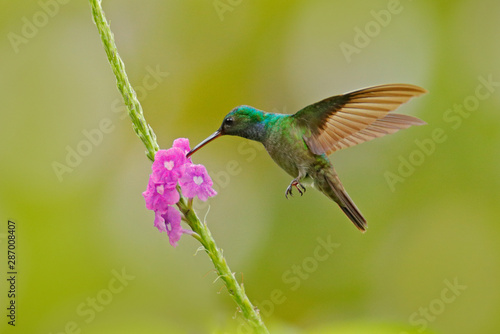 Charming Hummingbird, Amazilia decora, bird feeding sweet nectar from flower pink bloom. Hummingbird behaviour in tropic forest, nature habitat in Corcovado NP, Costa Rica. Bird in fly, wildlife.