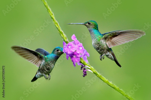 Amazilia decora, Charming Hummingbird, bird feeding sweet nectar from flower pink bloom. Hummingbird behaviour in tropic forest, nature habitat in Corcovado NP, Costa Rica. Two bird in fly, wildlife. © ondrejprosicky