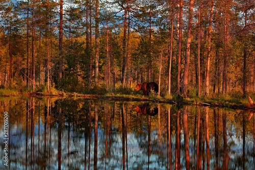 Sunset  morning light with big brown bear walking around lake in the morning light. Dangerous animal in nature forest and meadow habitat. Wildlife scene from Finland near Russian border.