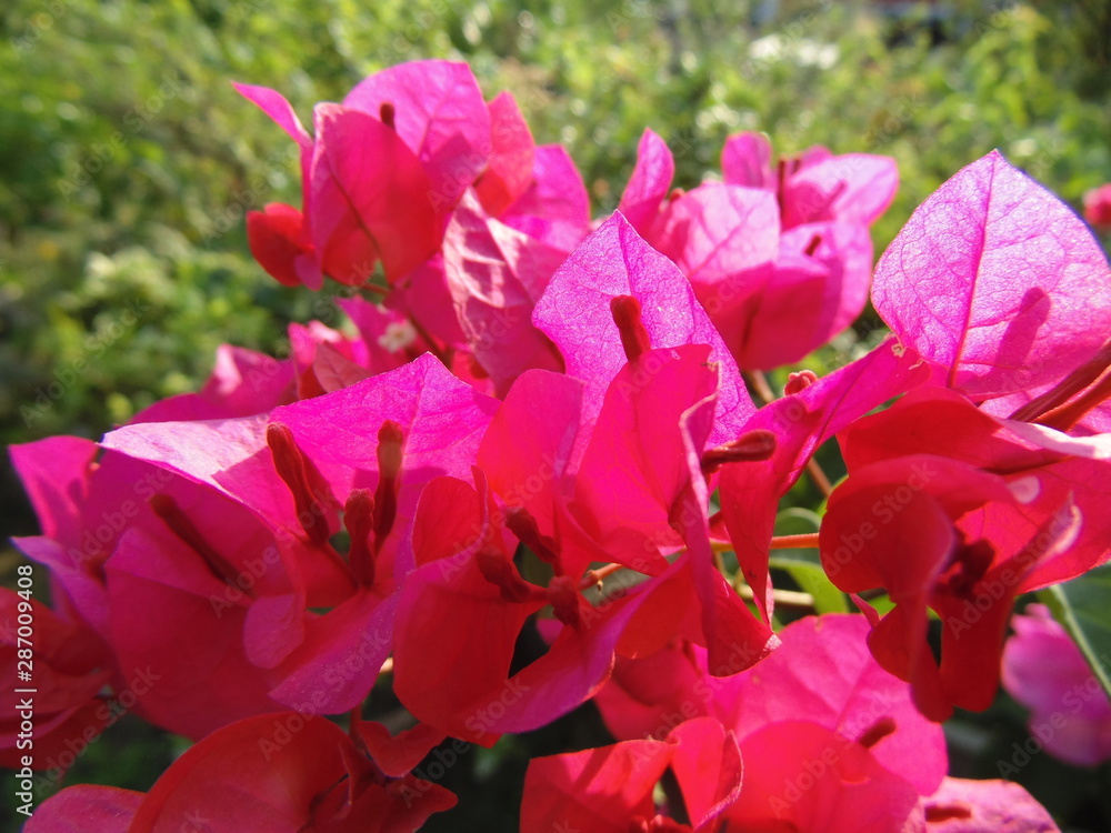 Naklejka premium Indian Garden Flowers and Buds