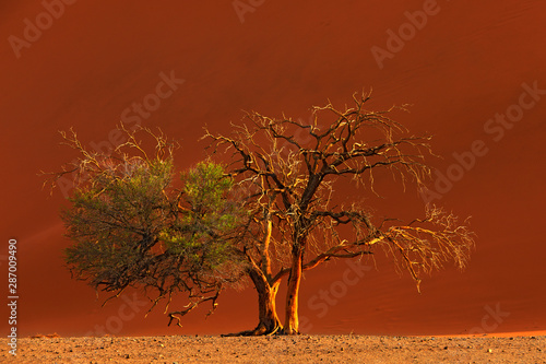 Deadvlei  orange dune with old acacia tree. African landscape from Sossusvlei  Namib desert  Namibia  Southern Africa. Red sand  biggest dun in the world. Travelling in Namibia. Sunrise  first light.