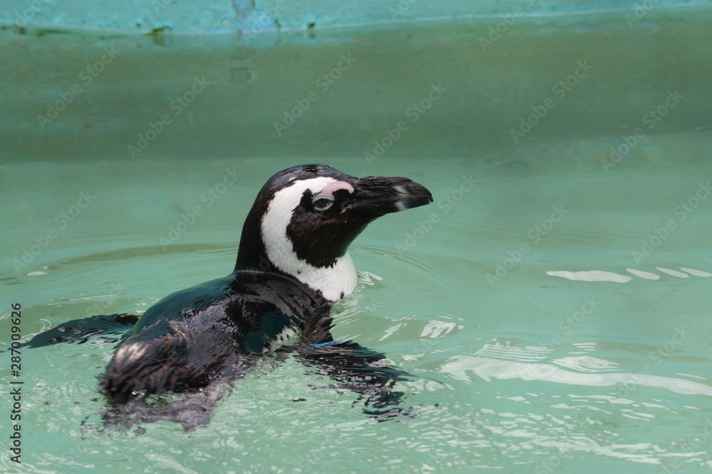 Fototapeta premium ペンギン