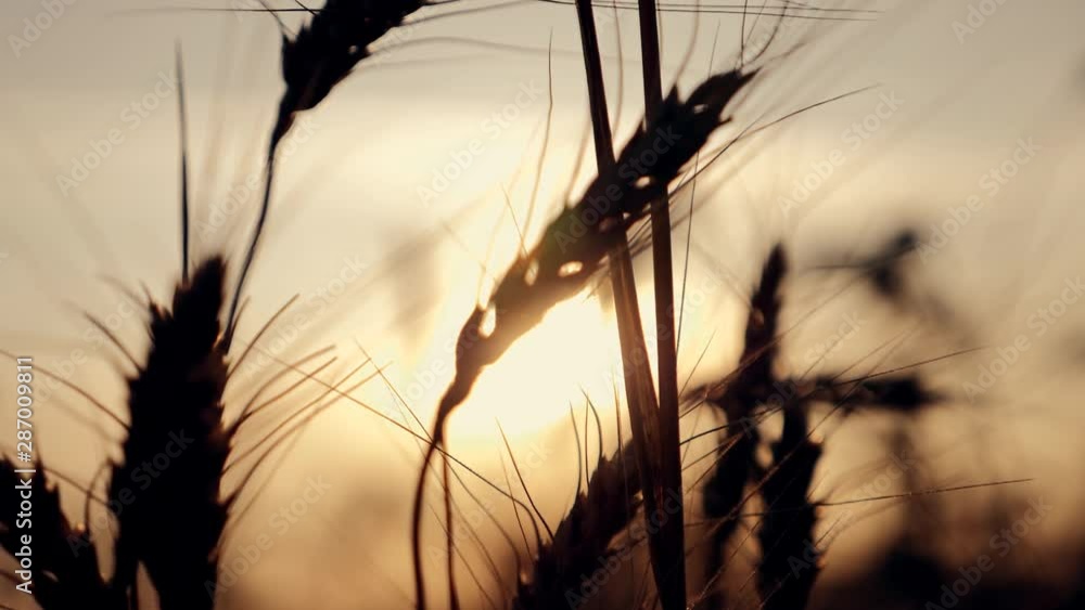 Wheat field at sunset. Golden ears of wheat at sunset. Beautiful countryside rich harvest. Wheat field at sunset. Golden ears of wheat at sunset. Beautiful countryside rich harvest.