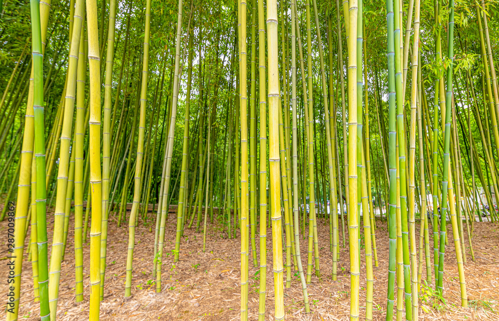 Fototapeta premium A close-up of yellow-green bamboo branches in bamboo forest