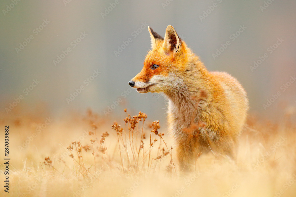 Obraz premium Red Fox hunting, Vulpes vulpes, wildlife scene from Europe. Orange fur coat animal in the nature habitat. Fox on the green forest meadow.