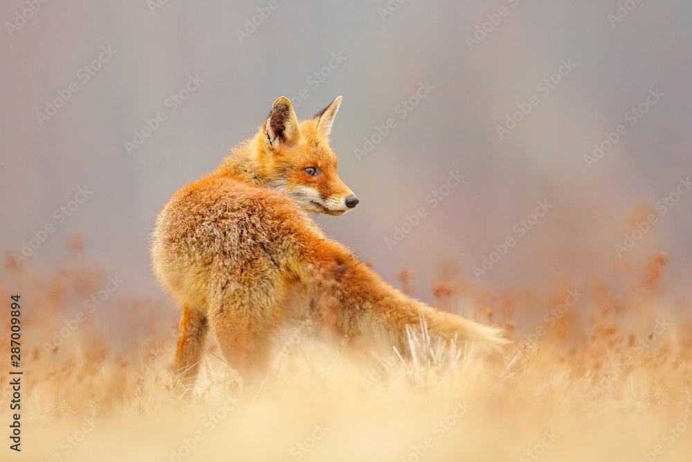 Red Fox hunting, Vulpes vulpes, wildlife scene from Europe. Orange fur coat animal in the nature habitat. Fox on the green forest meadow. Red Fox hunting, Vulpes vulpes, wildlife scene from Europe. Orange fur coat animal in the nature habitat. Fox on the green forest meadow.