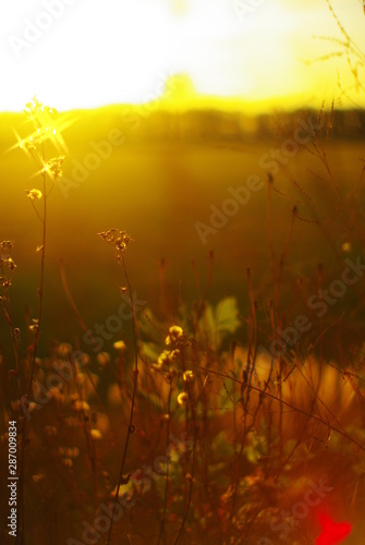  beautiful glare of the setting sun and rays of wild flowers