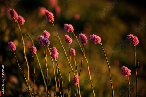 Close up view of the little pink flowers on the field in the blurred background of grass