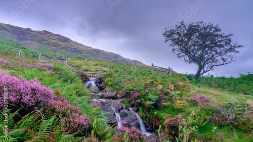 Waterfall and single tree with bracken and heather in an autumn view in the Honiston Pass, Lake District, UK