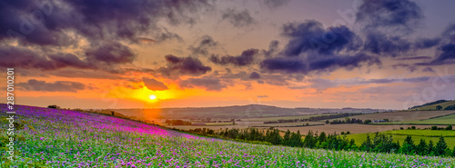 Photo Summer sunset over the Meon valley towards Beacon Hill with a field of thistles catching the golden light
